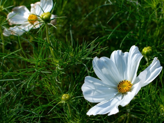 Белые цветы космея с бутонами в зеленых листьях 