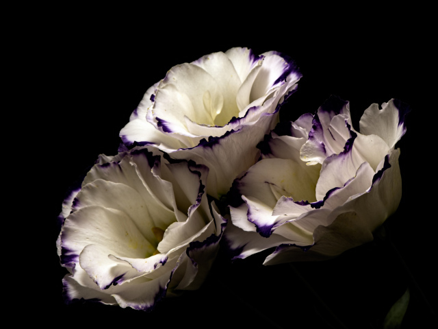 Белые цветы эустома с фиолетовыми концами на лепестках на черном фоне