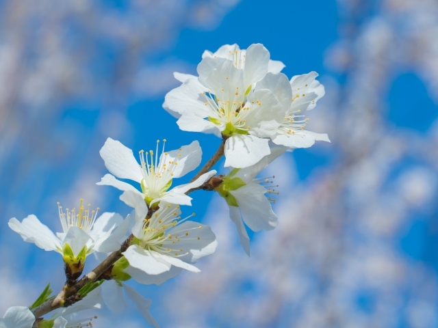 Белые цветы на ветке дерева на фоне неба