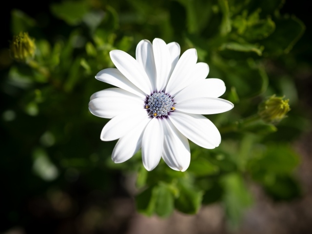 Белый цветок остеоспермум в лучах солнца 