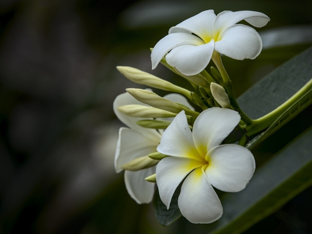 Белые цветы плюмерии с бутонами  на ветке 