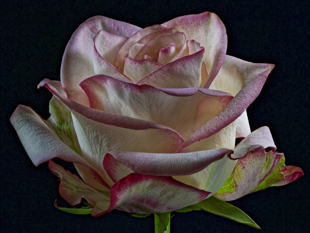 Белая роза с розовыми краями на лепестках на черном фоне
