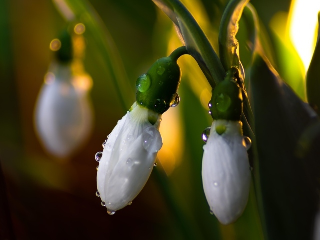 Белые подснежники в каплях росы крупным планом