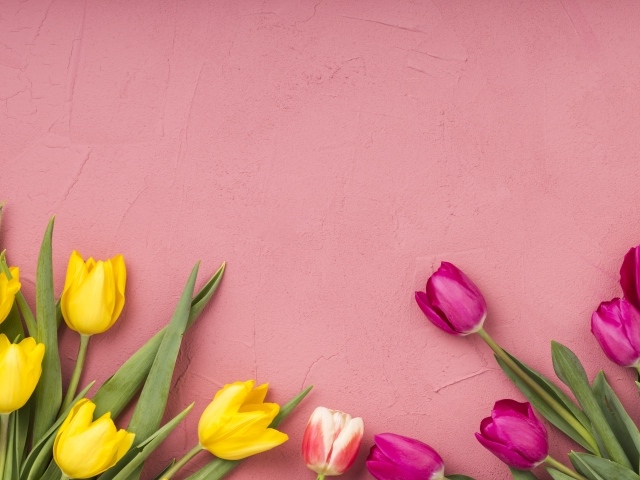 Желтые и сиреневые тюльпаны на розовом фоне 