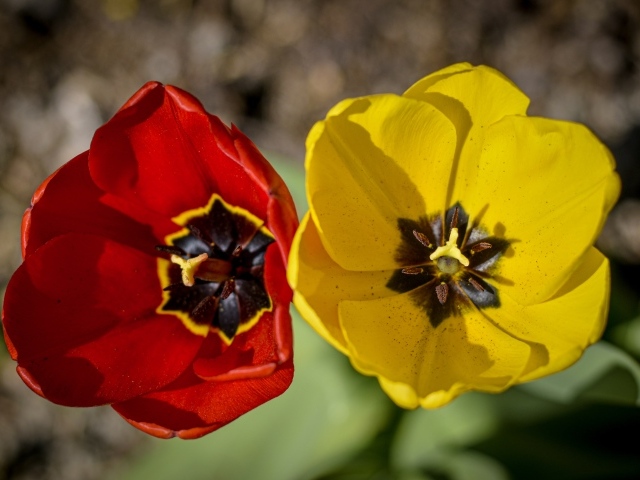 Желтый и красный тюльпаны в лучах солнца 