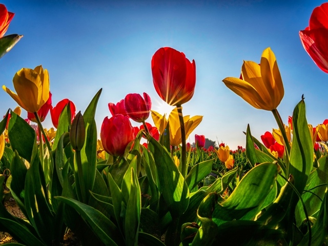 Желтые и красные тюльпаны в лучах солнца на фоне голубого неба 