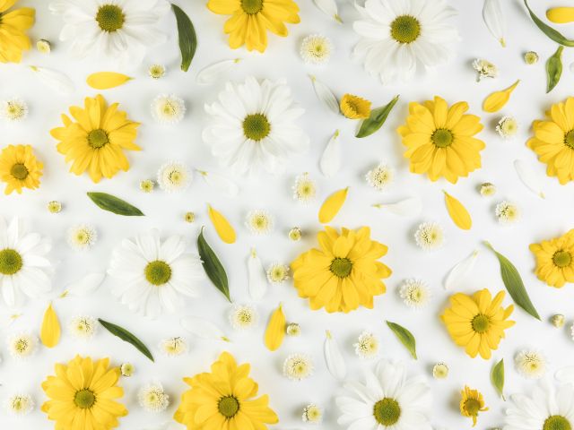 Желтые и белые хризантемы на белом фоне