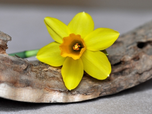 Желтый цветок нарцисса лежит на коре 