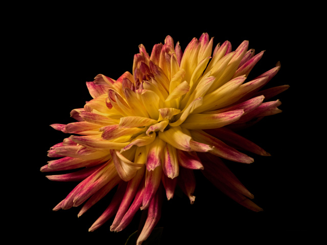 Желтая георгина с розовыми концами на лепестках на черном фоне