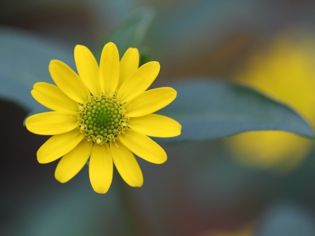 Желтый цветок на размытом фоне крупным планом
