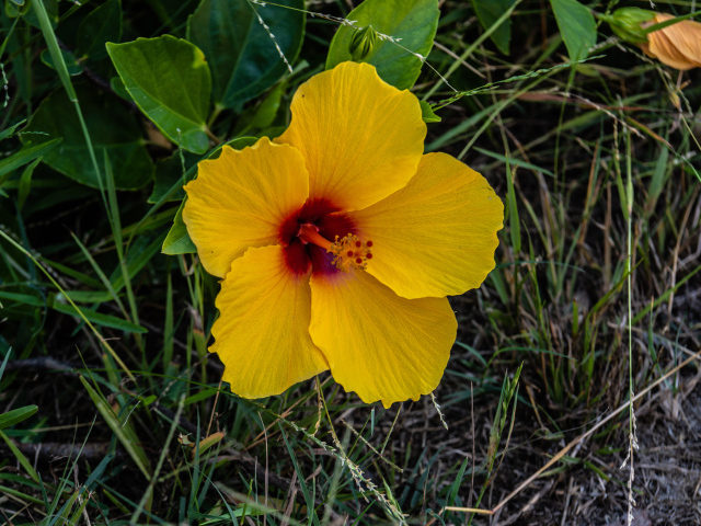 Желтый цветок гибискуса в траве 