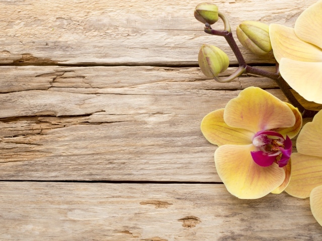 Желтая орхидея с бутонами на деревянном столе