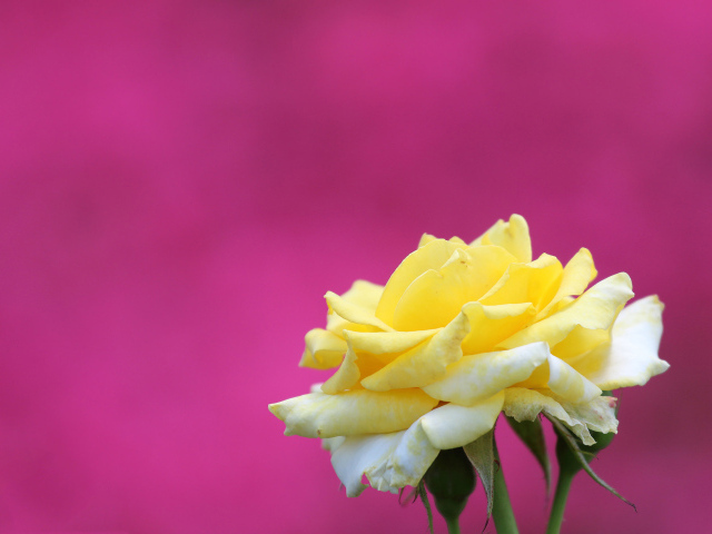 Цветок желтой розы на розовом фоне 