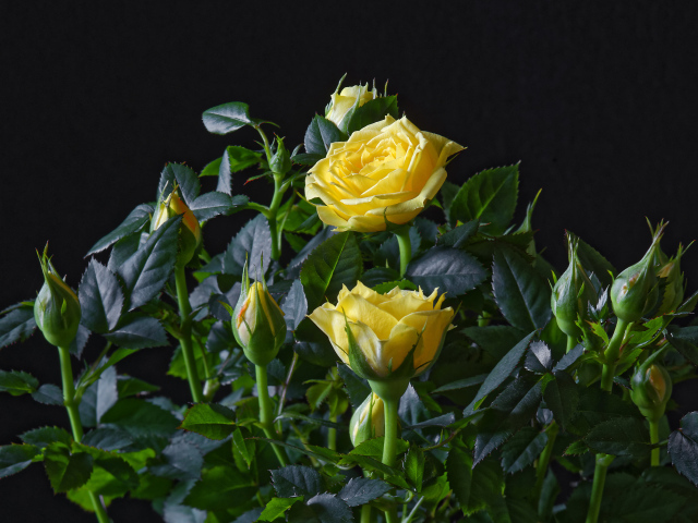 Желтые розы с бутонами в зеленых листьях на черном фоне