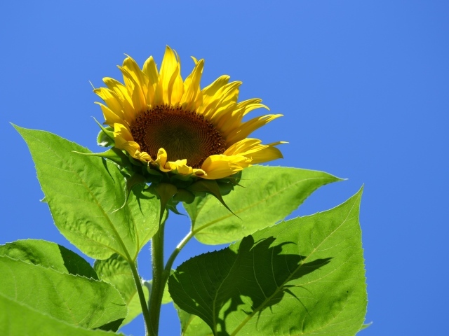 Желтый цветок подсолнуха в лучах солнца на фоне голубого неба