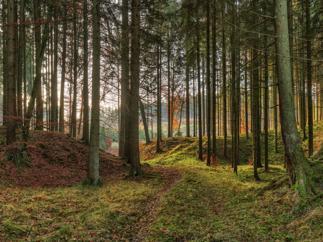 Хвойный лес в лучах солнца, Германия 