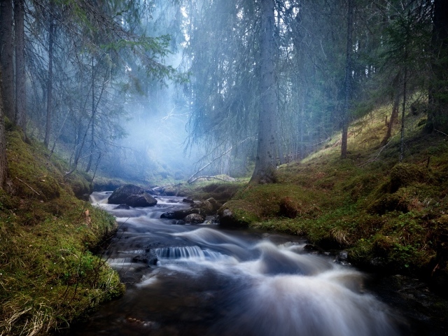 Быстрый ручей в хвойном лесу в тумане
