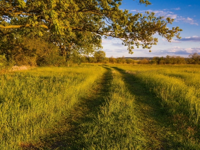 Покрытая травой дорога в лесу 