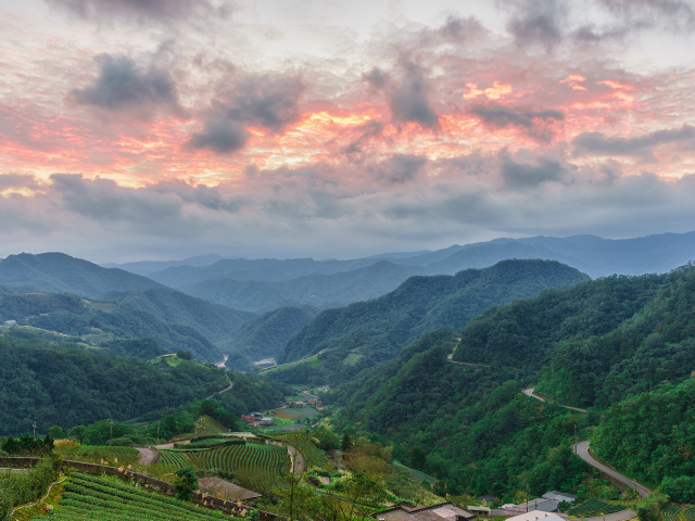 Зеленые заросли леса под красивым небом на закате 