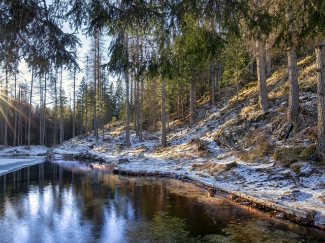 Берега реки в сосновом лесу покрыты морозом 
