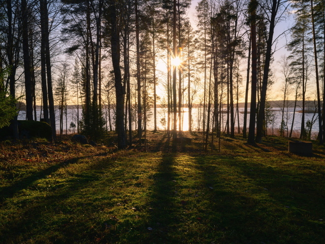 Солнце пробивается сквозь деревья в лесу у реки