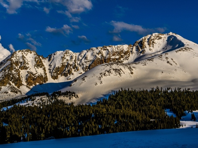 Зеленый лес на покрытых снегом горах 
