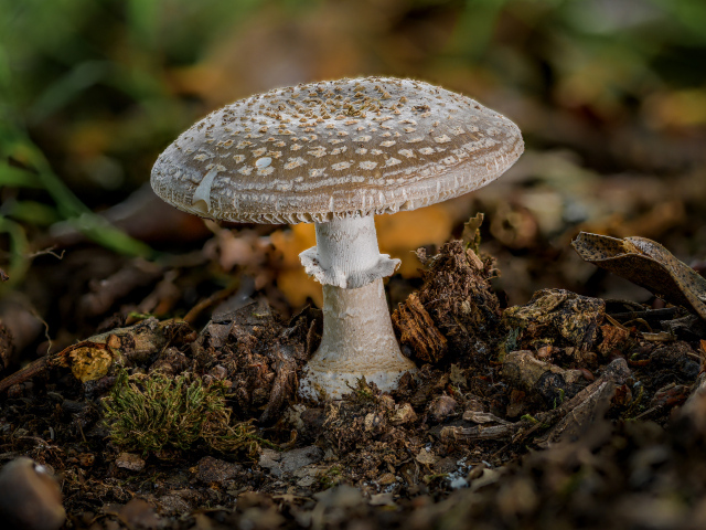 Гриб мухомор в рыхлой земле в лесу 