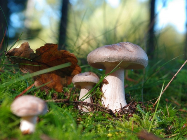 Красивые лесные грибы на покрытой мхом земле 