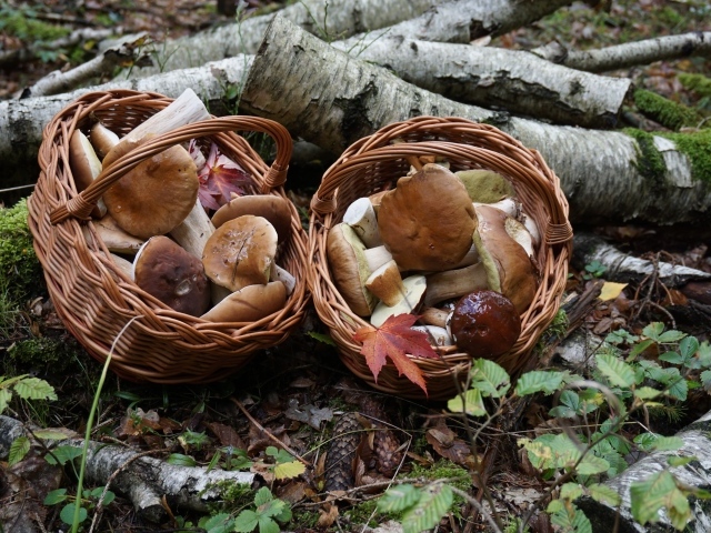 Лесные грибы в корзинках на земле