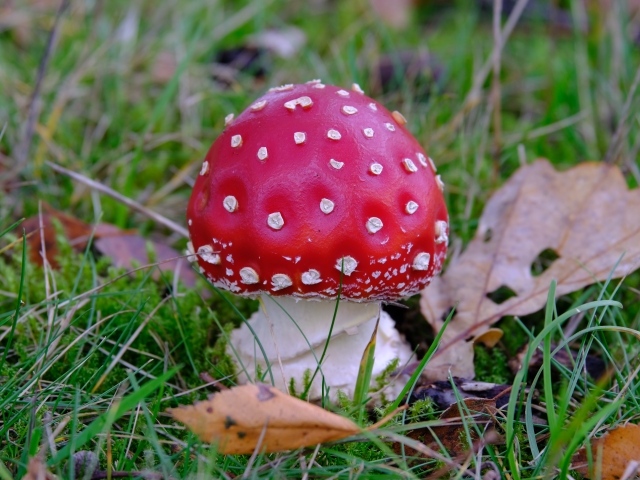 Красный мухомор в зеленой траве с сухими листьями