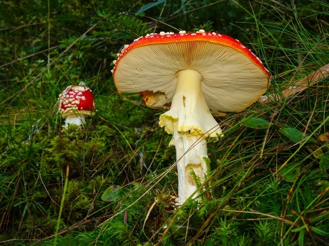 Красные мухоморы в зеленой мокрой траве