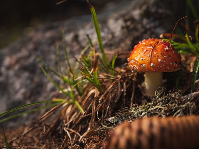 Красный мухомор в траве в лесу
