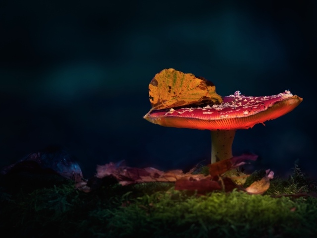 Красный мухомор с осенним листом