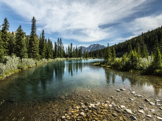 Мелкая река у хвойного леса под красивым небом