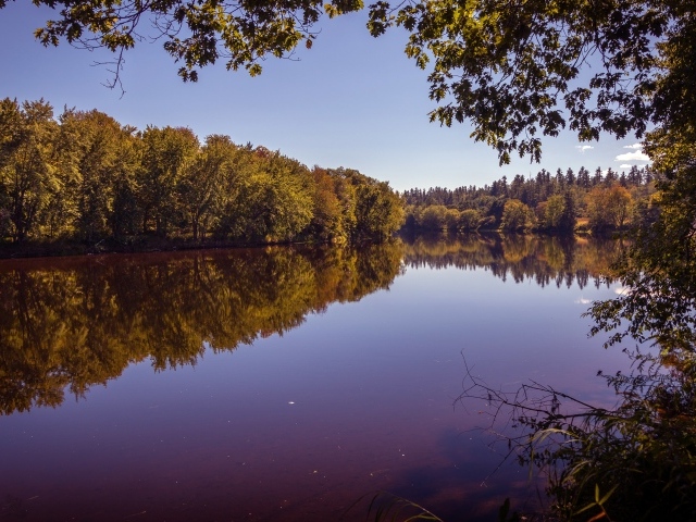 Рассвет над тихой водой реки в лесу 