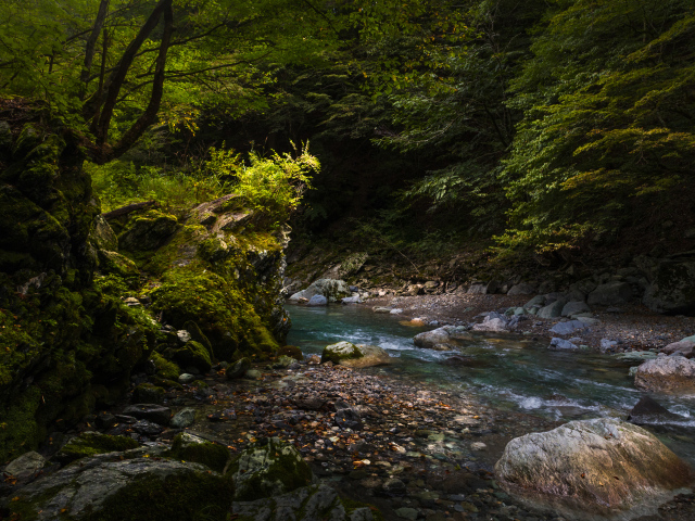 Камни лежат в холодной быстрой реке в лесу 