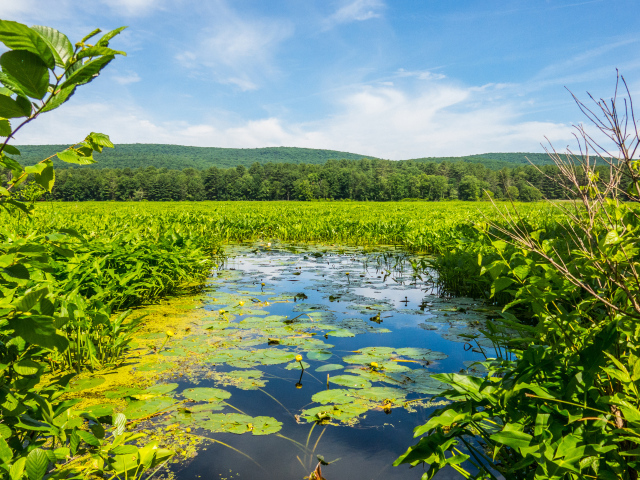 Речка покрыта водяными лилиями у леса