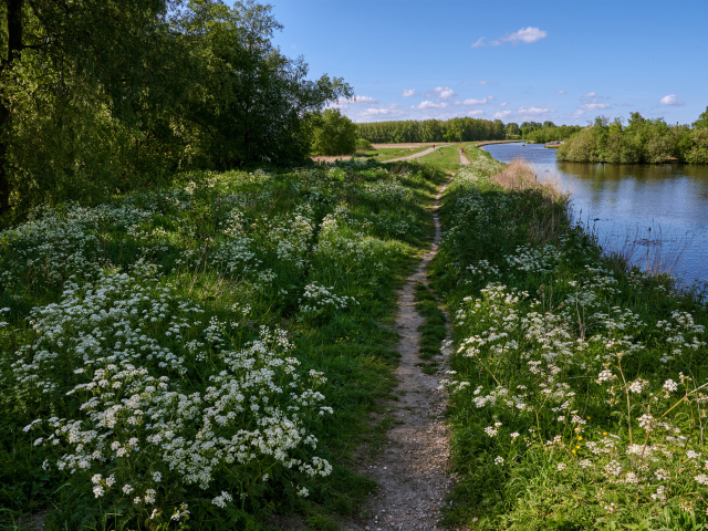 Белые цветы на берегу реки у леса 