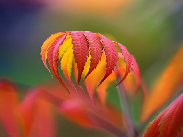 Красивый яркий красный осенний лист 