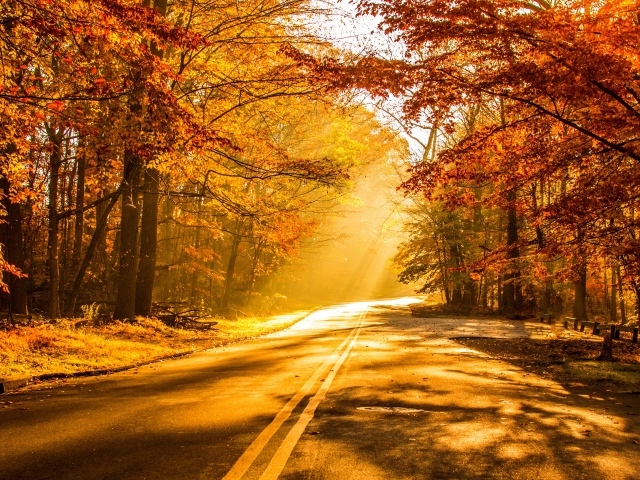 Яркое солнце на дороге в осеннем лесу