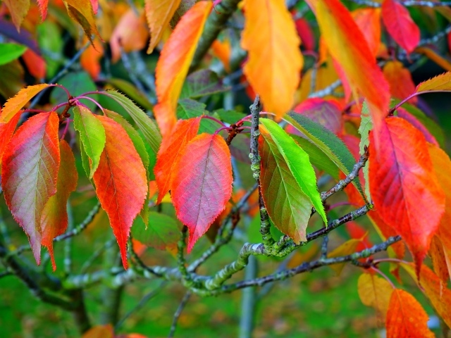 Разноцветные листья на ветках дерева осенью 