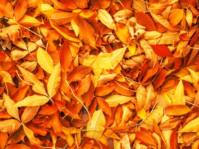 Много опавших осенних листьев крупным планом