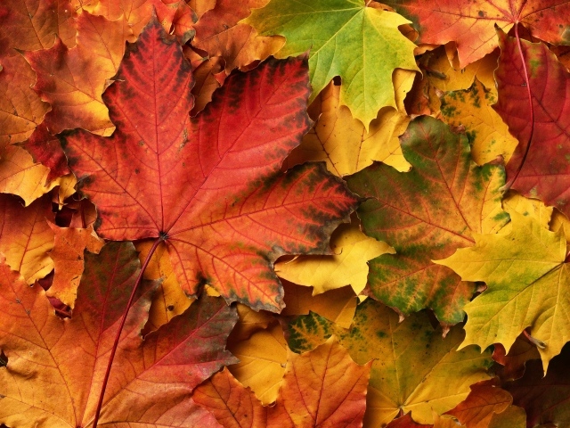 Разноцветных осенние листья крупным планом