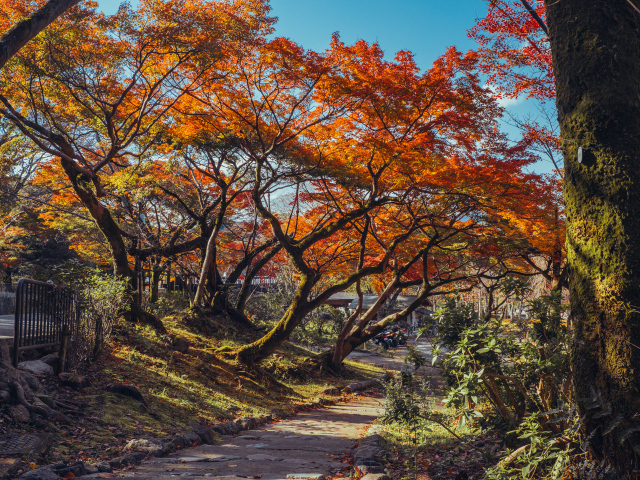 Деревья в красивом осеннем парке, Япония 
