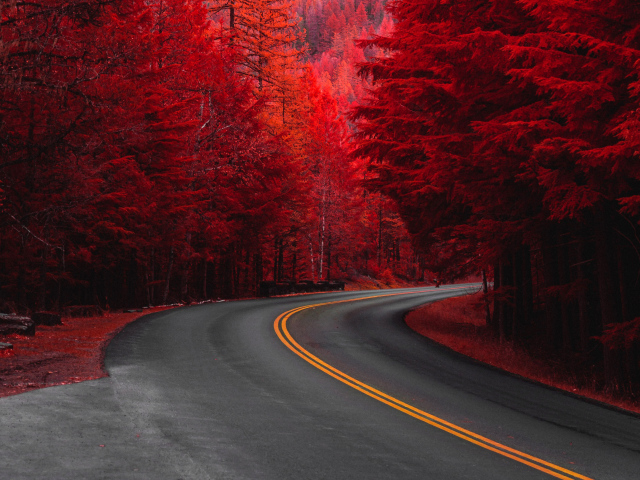 Деревья с красными листьями у дороги осенью 