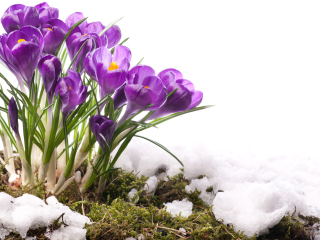 Красивые нежные первые цветы крокусы в снегу весной