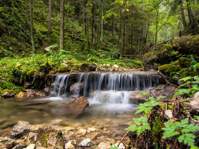 Водопад стекает по заросшим камням в лесу 