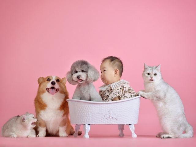 Маленький ребенок азиат в корзине с собаками и кошками 