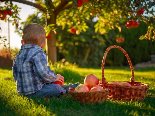 Маленький мальчик с корзиной яблок сидит на зеленой траве