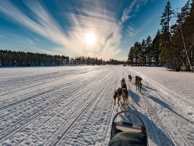 Упряжка с собаками едет по заснеженной дороге в лесу под голубым небом